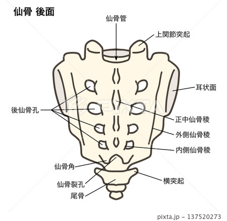仙骨と尾骨の後面の解剖学的イラスト 仙骨と尾骨の後面の解剖学的イラスト 137520273