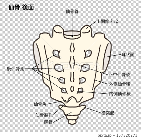 Anatomical illustration of the posterior aspect of the sacrum and coccyx 137520273