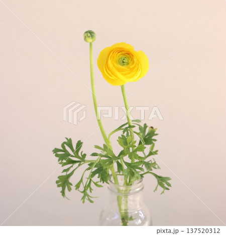 ラナンキュラス「ゆずてまり」の切花2 ラナンキュラス「ゆずてまり」の切花2 137520312