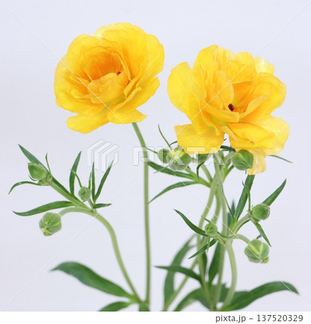 ラナンキュラス「ラックス　ミネルバ」の切花1 137520329