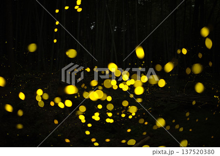 愛知県　名古屋市　相生山緑地　ヒメボタルの乱舞・夏のイメージ 137520380