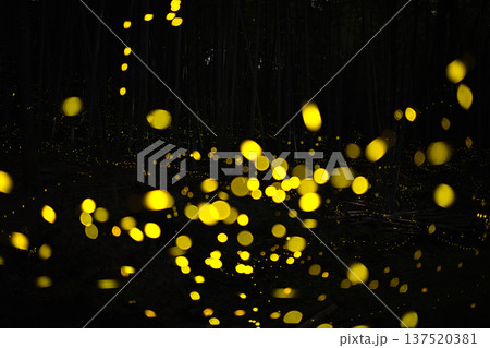 愛知県　名古屋市　相生山緑地　ヒメボタルの乱舞・夏のイメージ 137520381