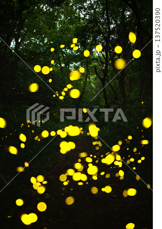 愛知県　名古屋市　相生山緑地　ヒメボタルの乱舞・夏のイメージ 137520390