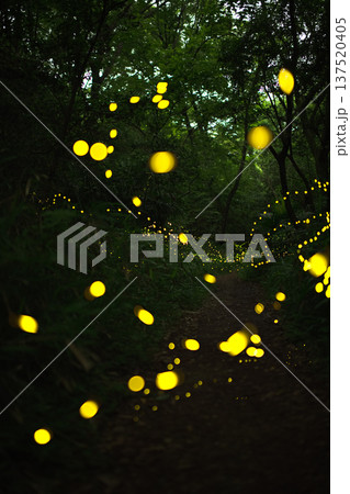 愛知県　名古屋市　相生山緑地　ヒメボタルの乱舞・夏のイメージ 137520405