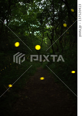 愛知県　名古屋市　相生山緑地　ヒメボタルの乱舞・夏のイメージ 137520413