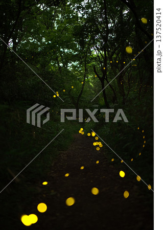 愛知県　名古屋市　相生山緑地　ヒメボタルの乱舞・夏のイメージ 137520414