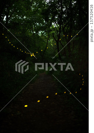 愛知県　名古屋市　相生山緑地　ヒメボタルの乱舞・夏のイメージ 137520416