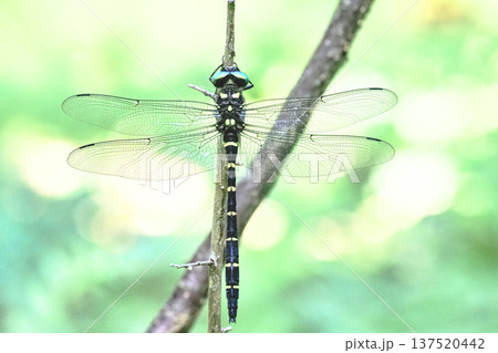 オニヤンマ（オス） 137520442
