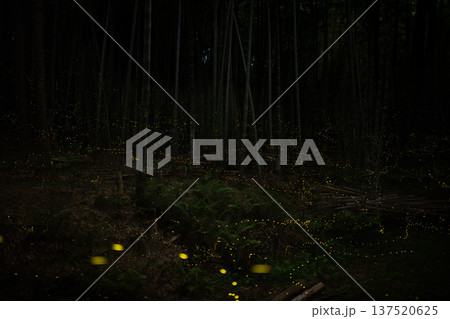 愛知県　名古屋市　相生山緑地　ヒメボタルの乱舞・夏のイメージ 137520625