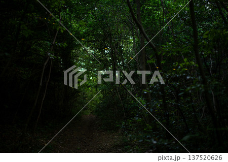 愛知県　名古屋市　相生山緑地　ヒメボタルの乱舞・夏のイメージ 137520626