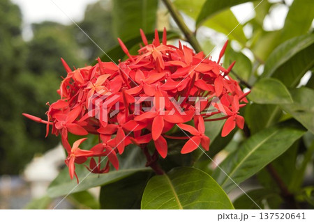 ネパール・ポカラの庭園に咲く赤いサンタンカ（イクソラ）の花　1 137520641