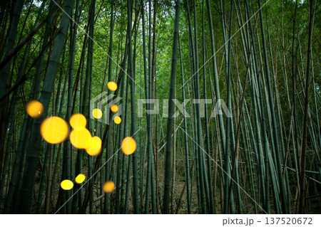 愛知県　名古屋市　相生山緑地　ヒメボタルの乱舞・夏のイメージ 137520672