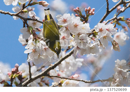 桜の蜜を吸うメジロ 桜の蜜を吸うメジロ 137520699