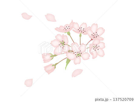 桜の花びらが舞う水彩風イラスト 137520709
