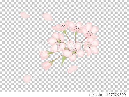 桜の花びらが舞う水彩風イラスト 137520709