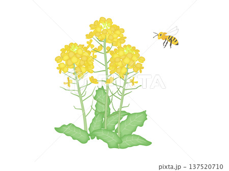 菜の花とみつばちの水彩風イラスト 137520710
