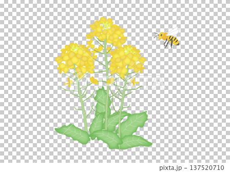 油菜花和蜜蜂的水彩插圖 137520710