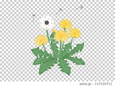 タンポポと綿毛の水彩風イラスト 137520711