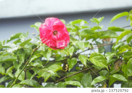 アンナプルナの村の庭で咲く赤いバラの花（ネパール） 137520792