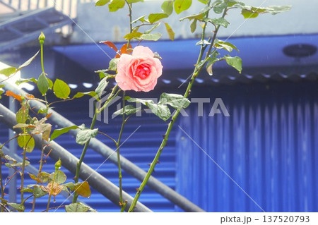 アンナプルナの村の庭で咲くピンクのバラの花(ネパール) アンナプルナの村の庭で咲くピンクのバラの花(ネパール) 137520793