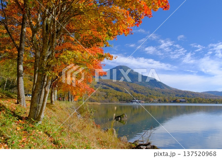 女神湖の紅葉と蓼科山 137520968