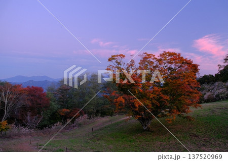 長野県池田町の七色大カエデと夕焼け 137520969