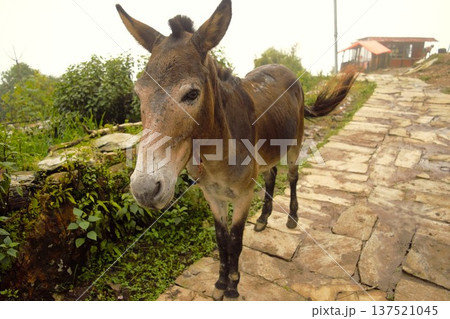 アンナプルナトレッキングルートの山道で休む運搬ロバ（ネパール） 137521045