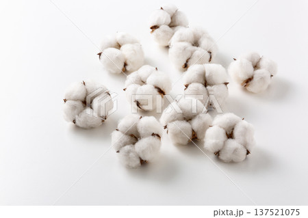 綿花　コットンフラワー 137521075
