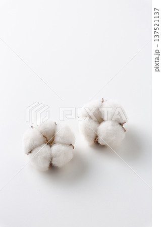 綿花 コットンフラワー 綿花 コットンフラワー 137521137