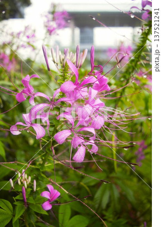 雨に濡れたピンクのクレオメの花(ネパール・アンナプルナ) 雨に濡れたピンクのクレオメの花(ネパール・アンナプルナ) 137521241