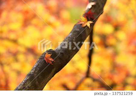 幹の上に舞い降りた紅葉四葉 幹の上に舞い降りた紅葉四葉 137521259