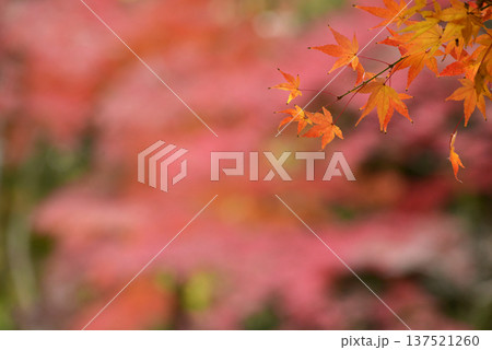 紅葉を背に一層輝く赤いモミジ 紅葉を背に一層輝く赤いモミジ 137521260