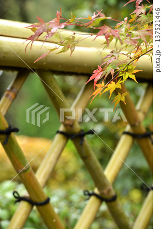 光悦垣と紅葉 光悦垣と紅葉 137521446