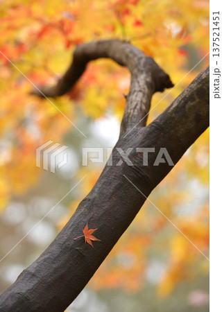 幹の上に舞い降りた紅葉一葉 幹の上に舞い降りた紅葉一葉 137521451