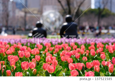 都市公園のチューリップ畑と黒い彫刻が織りなす春景色 137521585