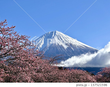 富士山と桜 137521596