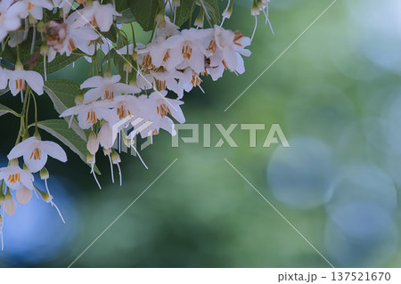 白いエゴノキの花 白いエゴノキの花 137521670