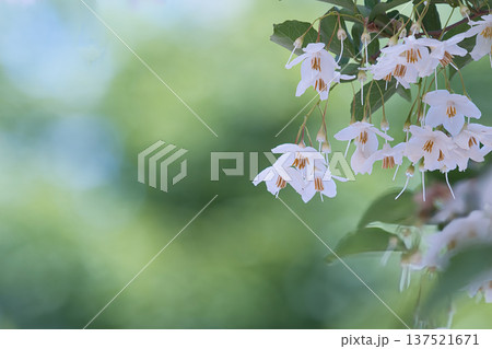白いエゴノキの花 白いエゴノキの花 137521671