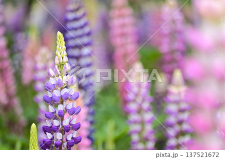 カラフルなルピナス 137521672