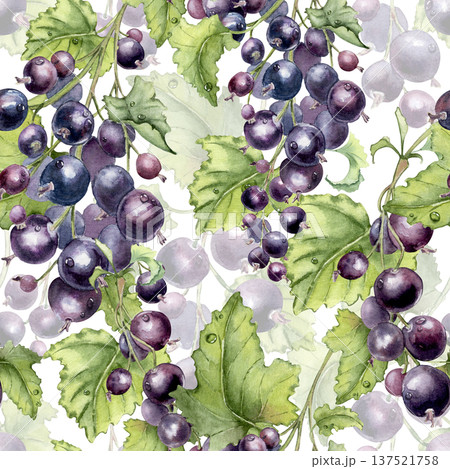 Watercolor black currant branches seamless pattern isolated white. Hand painted botanical repeat texture with natural fruit and green leaves. Design background for summer textile or packaging. 137521758