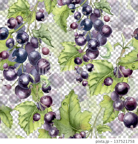 Watercolor black currant branches seamless pattern isolated white. Hand painted botanical repeat texture with natural fruit and green leaves. Design background for summer textile or packaging. Watercolor black currant branches seamless pattern isolated white. Hand painted botanical repeat texture with natural fruit and green leaves. Design background for summer textile or packaging. 137521758