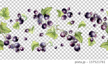 Black currant watercolor horizontal seamless pattern on white background. Fresh ripe for kitchen decor, food packaging, fabric. Repeat berries for textile design hand drawn. Botanical border drawing. Black currant watercolor horizontal seamless pattern on white background. Fresh ripe for kitchen decor, food packaging, fabric. Repeat berries for textile design hand drawn. Botanical border drawing. 137521781