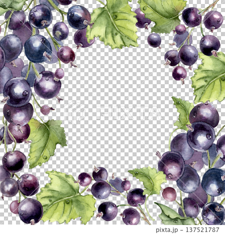 Watercolor black currant border with green leaves and berries isolated on white. Natural berry fruit design element for greeting card or recipe book. Fresh botanical frame hand drawn with empty space. 137521787