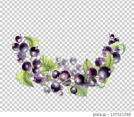 Black currant watercolor half wreath illustration on white background. Fresh fruit berry and green leaf branches hand painted. Natural border element for food packaging, recipe, healthy eating design. 137521789