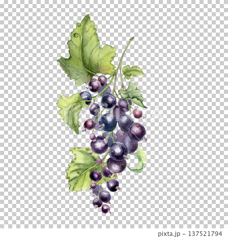 Black currant watercolor illustration with ripe berries and green leaves isolated white background. Summer bright berry painted. Botanical art fresh fruits for food, drink, and health product design. Black currant watercolor illustration with ripe berries and green leaves isolated white background. Summer bright berry painted. Botanical art fresh fruits for food, drink, and health product design. 137521794