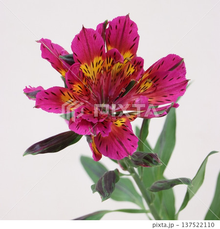 アルストロメリア「アストロノバ　メラク」の切花1 137522110