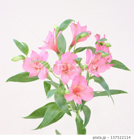 アルストロメリア「アテナ」の切花1 137522114