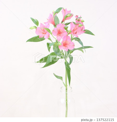 アルストロメリア「アテナ」の切花2 137522115