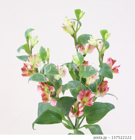 アルストロメリア「イノセントマリー」の切花1 137522122