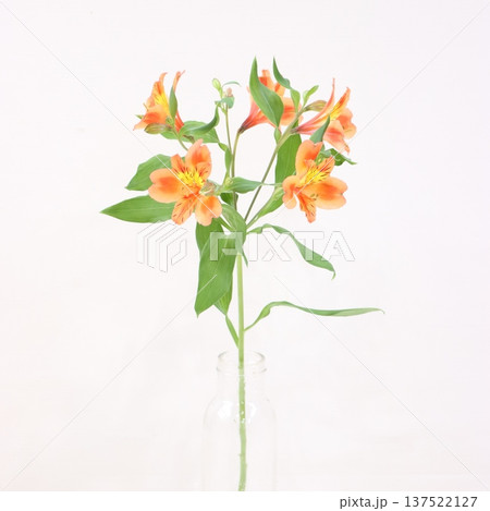 アルストロメリア「オレンジクイーン」の切花2 137522127